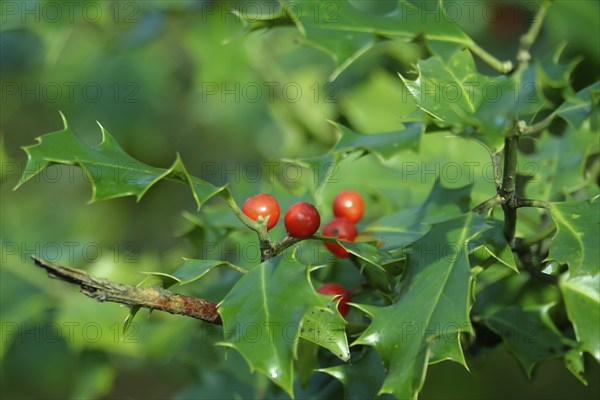 Holly (Ilex aquifolium), February, Germany, Europe