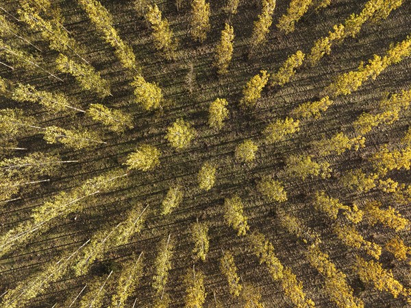 European Aspen (Populus tremula) in autumnal colours. Cultivated for timber. Aerial view. Drone
