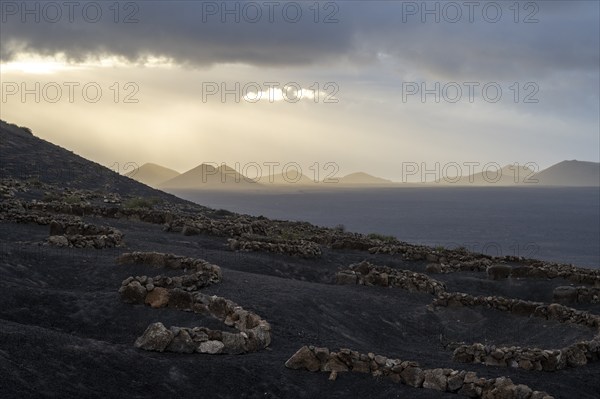 Grapevines growing in black volcanic soil in protected enclosed pits, La Geria, Lanzarote, Canary