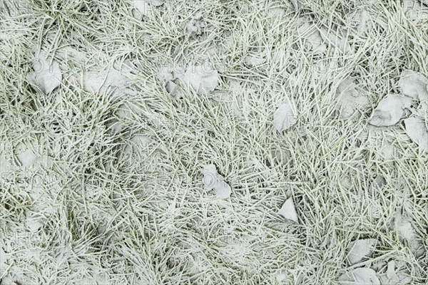 Leaves and grass covered with hoarfrost. Abstract floral background, garden and winter concept.
