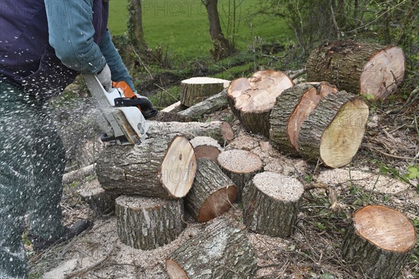 Worker cutting trees with a chainsaw, Germany, Europe