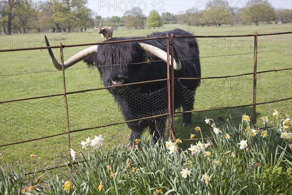 Longhorn Highland cattle at Helmingham Hall, Suffolk, England, United Kingdom, Europe