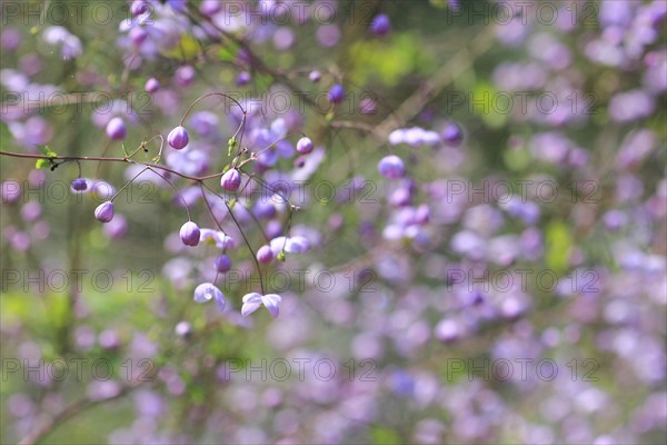 Meadow-rue (Thalictrum), North Rhine-Westphalia, Germany, Europe