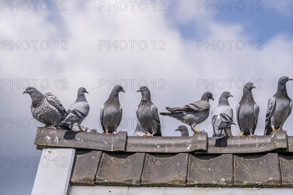Carrier pigeons, on a pigeon loft, pigeon fancier, Mülheim, North Rhine-Westphalia, Germany, Europe