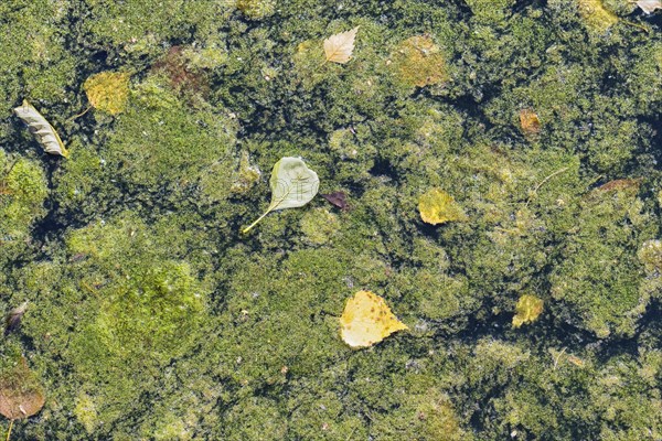 Texture of duckweed on the surface of the water