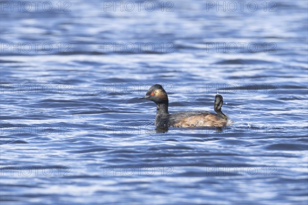 Black necked grebe (Podiceps nigricollis) adult bird in breeding plumage on a lake, Yorkshire,