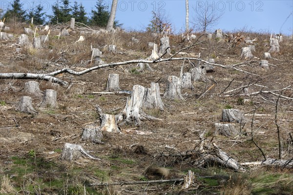 Deforested trees on the banks of the Granetal dam, Langelsheim, 07 04 2023