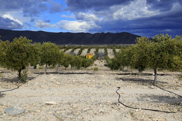 Landscape of dramatic storm clouds over olive trees, Uleila del Campo, Almeria, Spain, Europe