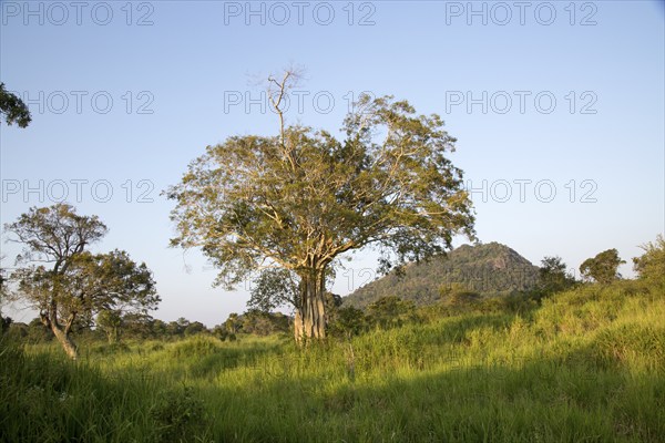 Lowland dry forest vegetation, Hurulu Eco Park biosphere reserve, Habarana, Anuradhapura District,