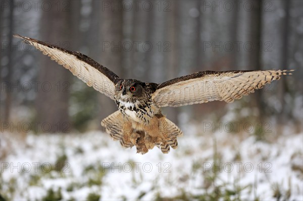 Eurasian Eagle-owl (Bubo bubo), adult flying in winter, in the snow, Zdarske Vrchy,