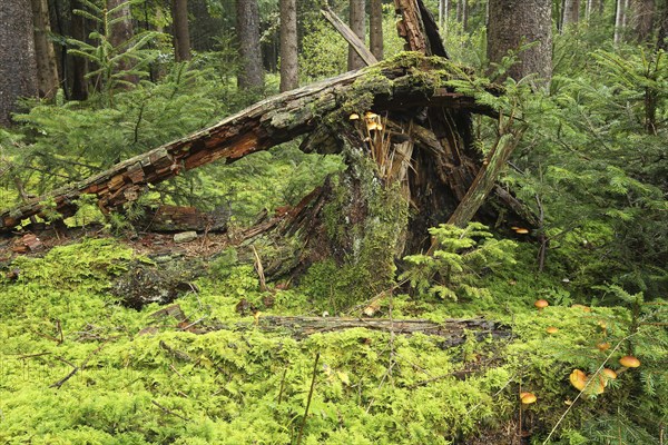 Dead wood, golden boletes (Suillus grevillei) growing from dead wood in the spruce forest (Picea)