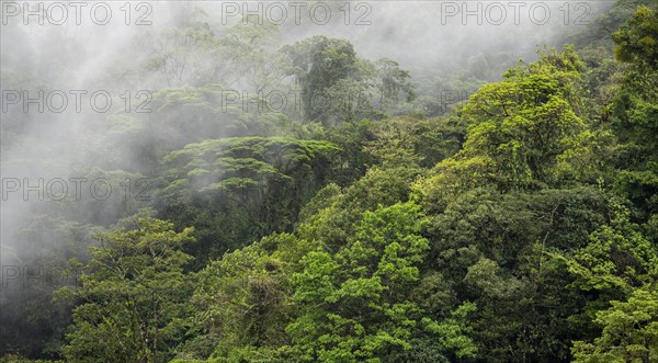 Fog drifts through the rainforest, treetops in the dense forest, mountain rainforest, Alajuela