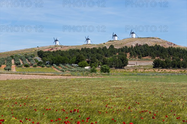 Several windmills on a hill with green fields and red flowers in the landscape under a blue sky,