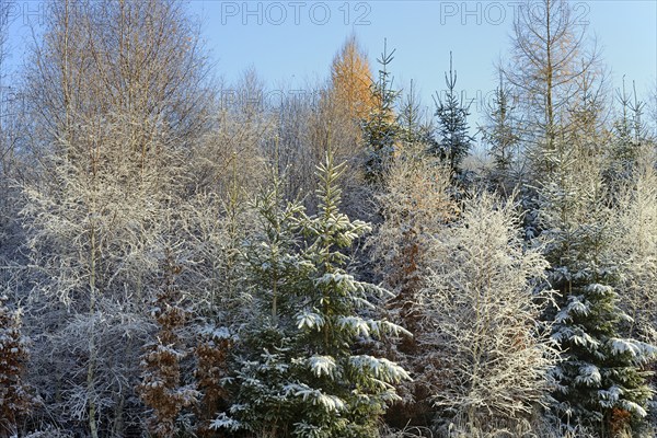 Winter landscape, mixed forest, spruce (Picea abies), birch (Betula), copper beech (Fagus