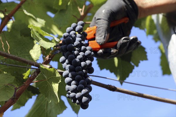 Grape grape harvest: Hand-picking Pinot Noir grapes in the Palatinate