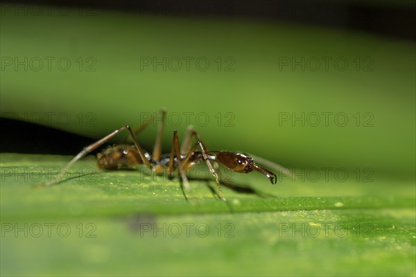 Snapping pine ant (Odontomachus sp.1) sitting on a leaf at night, at night in the tropical