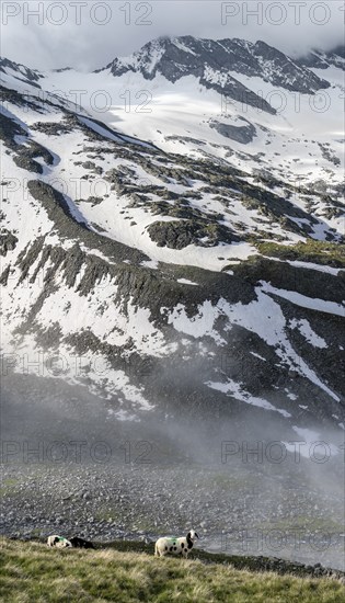 Sheep on a mountain meadow in front of a mountain landscape, high fog in the valley, behind