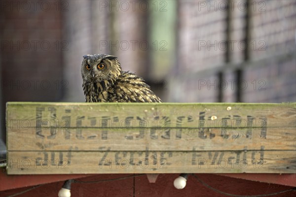 Eurasian eagle-owl (Bubo bubo), adult male, with beer garden sign, Ewald colliery, Herten, Ruhr