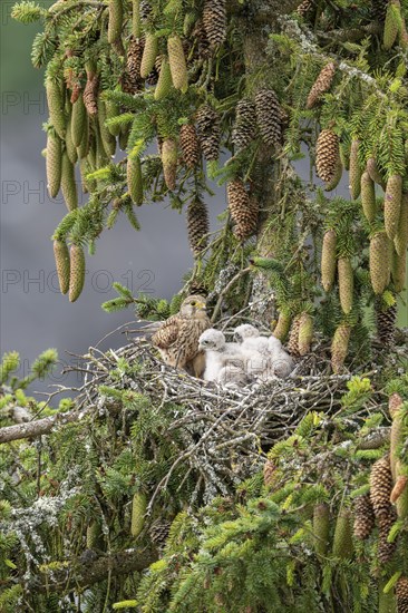 Common kestrel (Falco tinnunculus), female adult bird with young birds not yet ready to fly in the