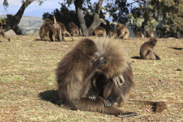 In the highlands of Abyssinia, in the Semien Mountains, landscape in the Semien Mountains National