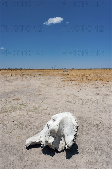 Elephant skull (Loxodonta africana), skull, skeleton, death, poacher, landscape, steppe, aridity,