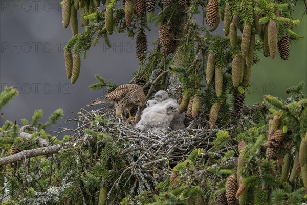 Common kestrel (Falco tinnunculus), female adult bird feeding young birds not yet ready to fly in