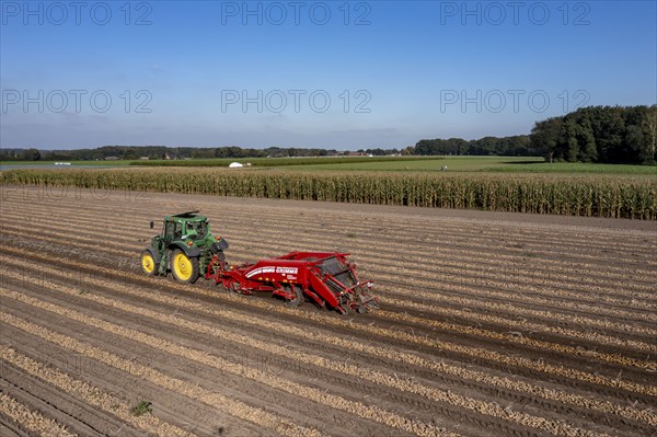 Potato harvest, so-called split harvesting method, first the tubers are taken out of the ground