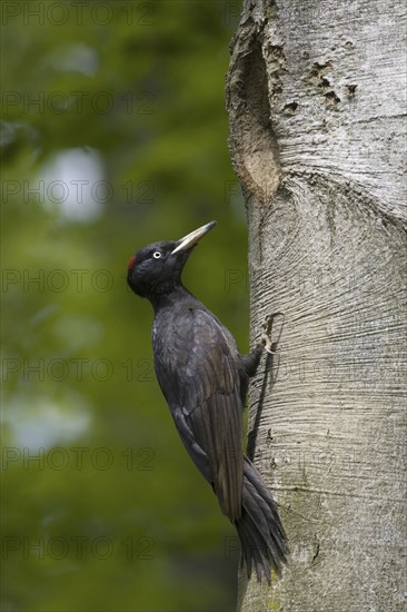 Black woodpecker, female, sitting in front of cave entrance, (Dryocopus martius), breeding cave,