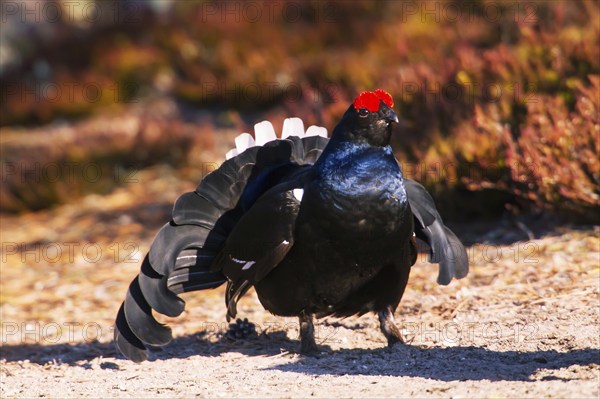 Black grouse, Lyrurus tetrix, Tetrao tetrix, Bavaria, Bavaria, Federal Republic of Germany