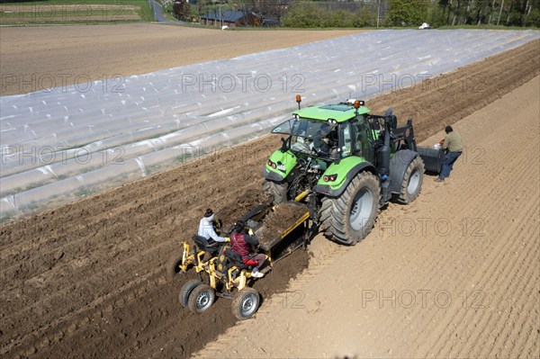 Asparagus farm, asparagus plant, planted in a field, with a planting machine, after a good year the