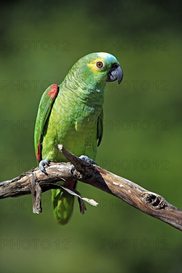Blue-fronted Amazon (Amazona aestiva), Red-fronted Amazon, Yellow-fronted Amazon, Yellow-winged