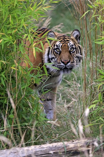 Sumatran tiger (Panthera tigris sumatrae), adult, alert, portrait
