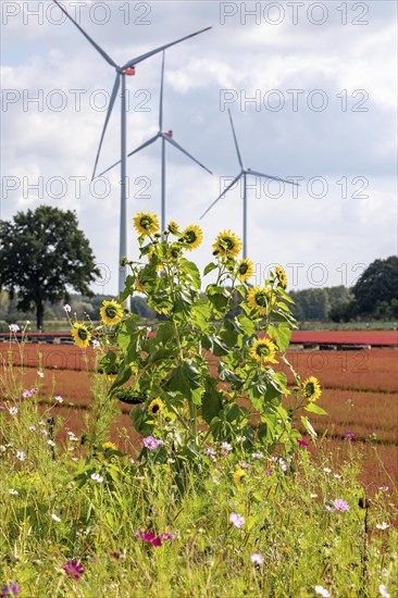Flowering strips on an open-air area of a horticultural farm, autumn plants, heather plants, the