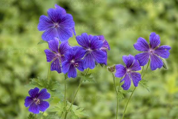 Cranesbill (Geranium), Münsterland, North Rhine-Westphalia, Germany, Europe