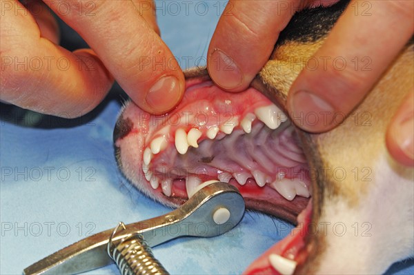 Extraction of a denscaninus, removal of a milk canine Jack Russell Terrier, vet