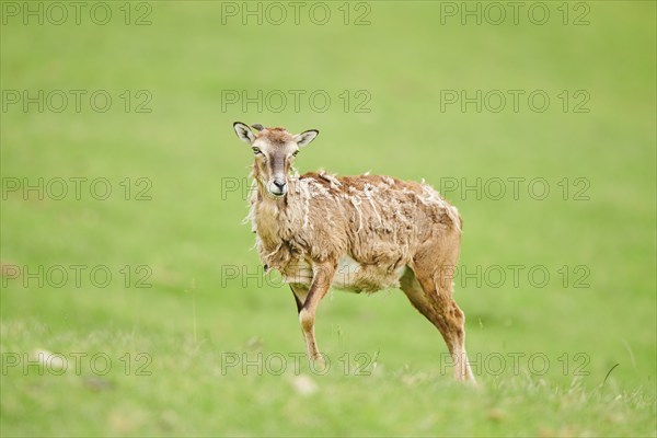 European mouflon (Ovis aries musimon) ewe standing on a meadow, tirol, Kitzbühel, Wildpark Aurach,