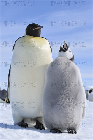 Emperor penguins, Aptenodytes forsteri, with a Chick, Snow Hill Island, Antartic Peninsula,