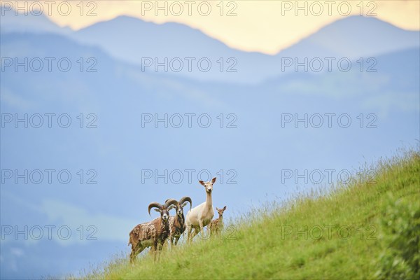 European fallow deer (Dama dama) hind and European mouflon (Ovis aries musimon) rams standing on a
