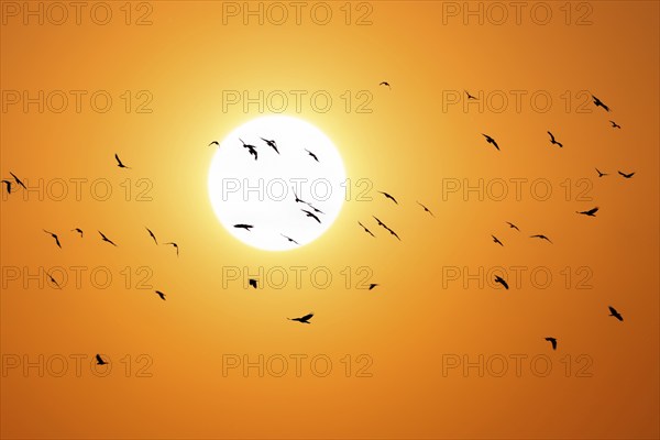 Flying crows in front of the sun, flock of birds, sunset, Baden-Württemberg, Germany, Europe