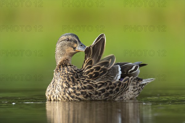 Mallard (Anas platyrhynchos) grooming, female, Aviemore, Scotland, Great Britain