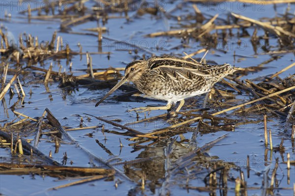 Common snipe (Gallinago gallinago) adult bird walking in a reedbed, England, United Kingdom, Europe