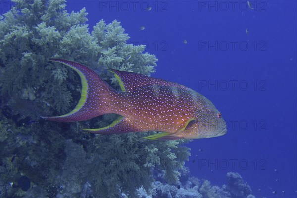 Yellow-edged lyretail (Variola louti), dive site Gordon Reef, Strait of Tiran, Sinai, Egypt, Red
