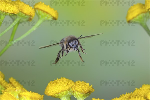 European honey bee (Apis mellifera) bee in flight, over flowers of tansy (Tanacetum vulgare),