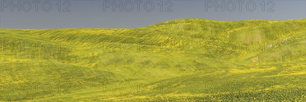 Landscape around Pienza, Val d'Orcia, Orcia Valley, UNESCO World Heritage Site, Province of Siena,