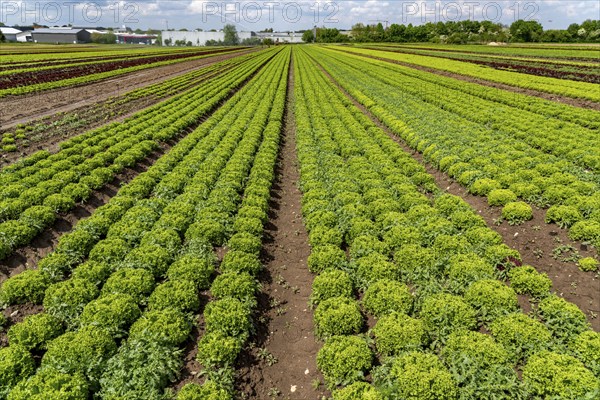 Agriculture, lettuce growing in a field, Lollo Bionda, in long rows of plants, North