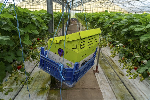 Hummmelkasten, with a bumblebee colony pollinating the plants, strawberry cultivation in the