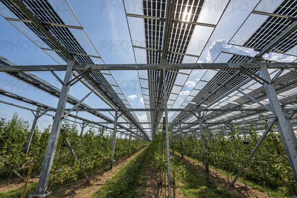 Agri-photovoltaic test plant, an apple orchard with two different systems of PV modules was roofed