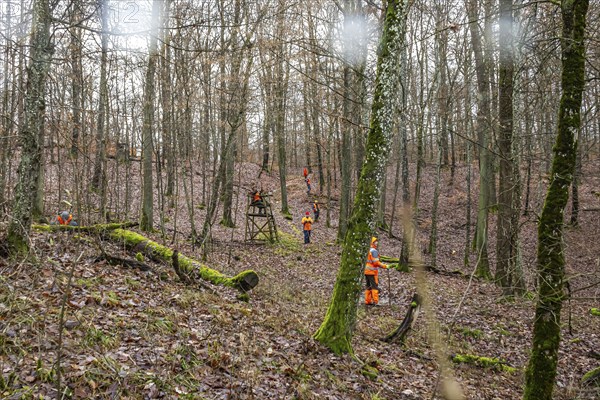 Driven hunt, party hunt in Schönbuch near Böblingen. Drivers in protective clothing drive the game