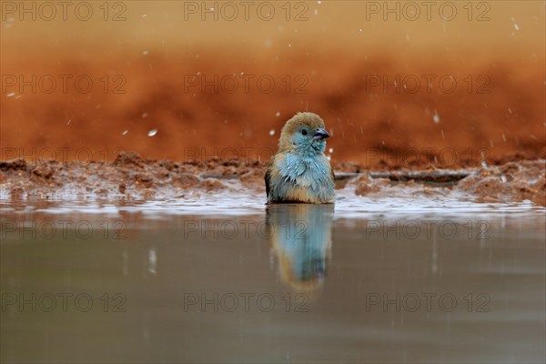 Angolan butterfly finch (Uraeginthus angolensis), blue-eared butterfly finch, adult, at the water,