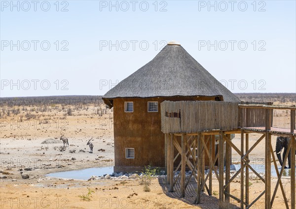 Olifantsrus waterhole with lookout tower and footbridge, Two spikebucks (Oryx gazella) in dry